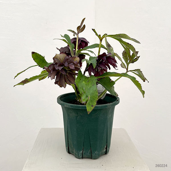 クリスマスローズ：ベルギー育種　ダブルブラック26-27／4.5号ポット【現品販売】