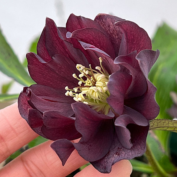 クリスマスローズ：ベルギー育種　ダブルブラック26-27／4.5号ポット【現品販売】