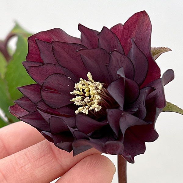 クリスマスローズ：ベルギー育種　ダブルブラック26-28／4.5号ポット【現品販売】