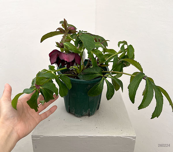 クリスマスローズ：ベルギー育種　ダブルブラック26-29／4.5号ポット【現品販売】