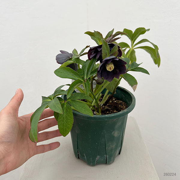 クリスマスローズ：ベルギー育種　ダブルブラック26-30／4.5号ポット【現品販売】