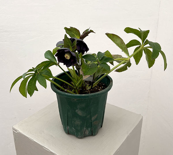 クリスマスローズ：ベルギー育種　ダブルブラック26-30／4.5号ポット【現品販売】