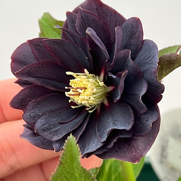 クリスマスローズ：ベルギー育種　ダブルブラック26-30／4.5号ポット【現品販売】