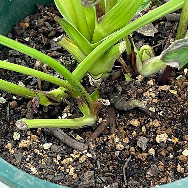 クリスマスローズ：ベルギー育種　ダブルブラック26-30／4.5号ポット【現品販売】