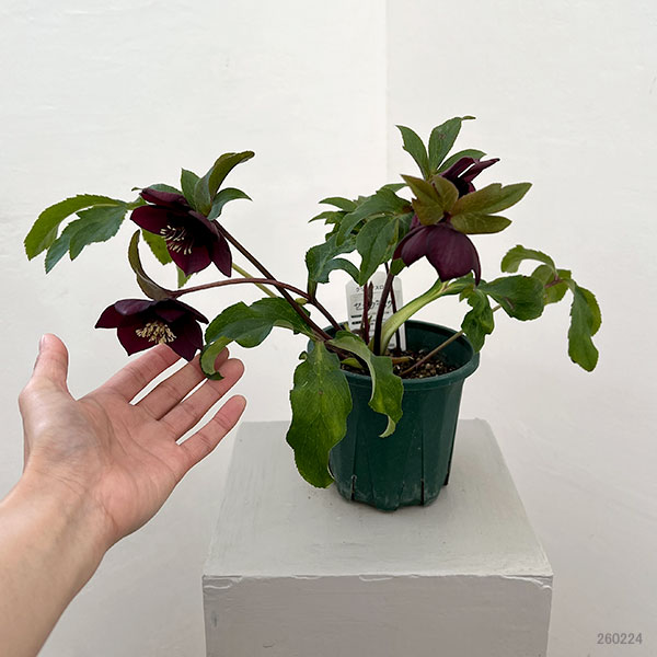 クリスマスローズ：ベルギー育種　セミダブルブラック26-17／4.5号ポット【現品販売】