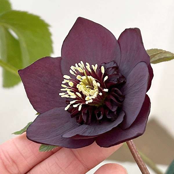 クリスマスローズ：ベルギー育種　セミダブルブラック26-17／4.5号ポット【現品販売】