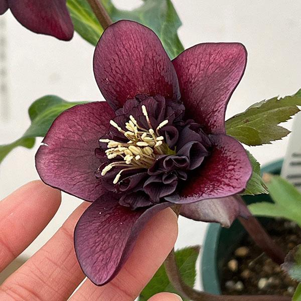 クリスマスローズ：ベルギー育種　セミダブルブラック26-18／4.5号ポット【現品販売】