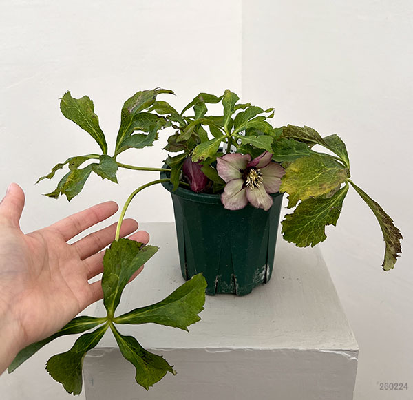 クリスマスローズ：ベルギー育種　セミダブルブラック26-19／4.5号ポット【現品販売】