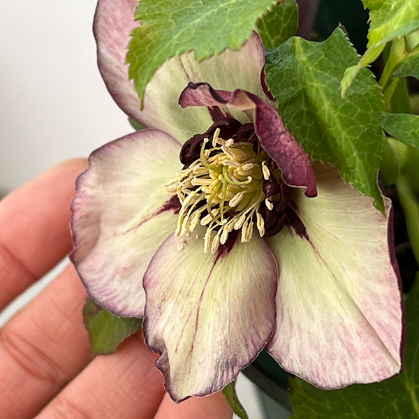 クリスマスローズ：ベルギー育種　セミダブルブラック26-19／4.5号ポット【現品販売】