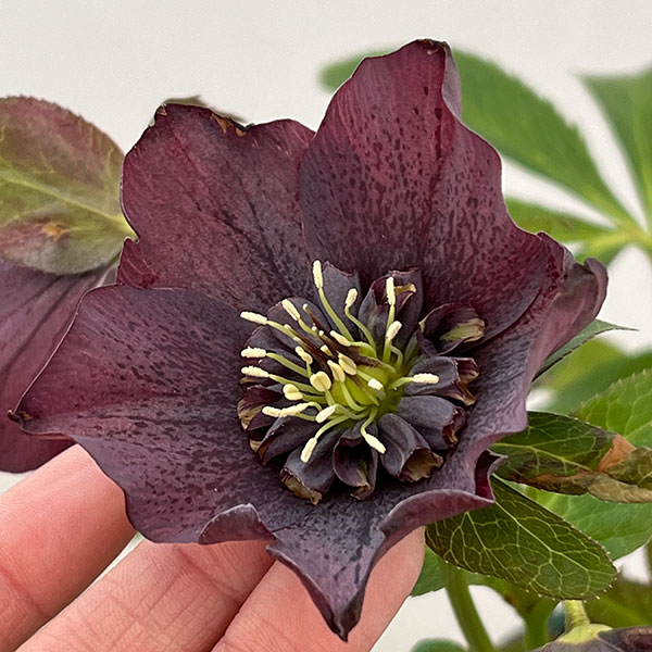 クリスマスローズ：ベルギー育種　セミダブルブラック26-20／4.5号ポット【現品販売】