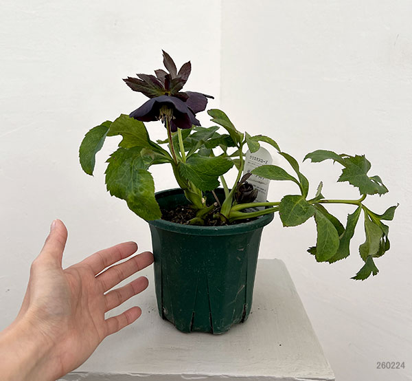 クリスマスローズ：ベルギー育種　セミダブルブラック26-21／4.5号ポット【現品販売】