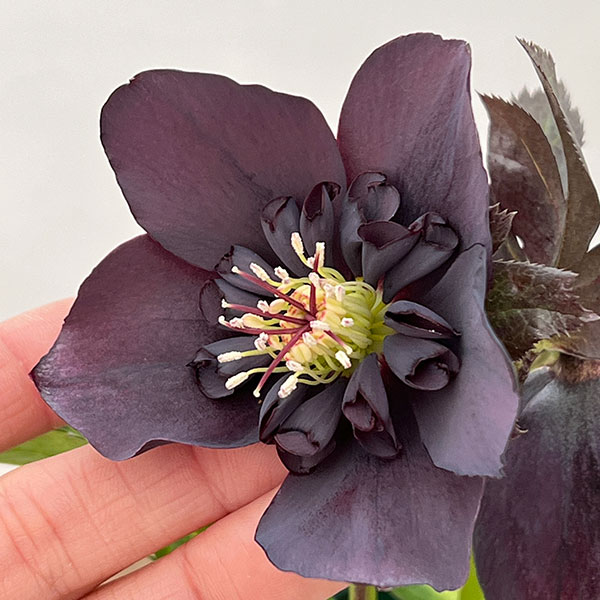 クリスマスローズ：ベルギー育種　セミダブルブラック26-21／4.5号ポット【現品販売】