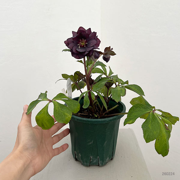 クリスマスローズ：ベルギー育種　セミダブルブラック26-22／4.5号ポット【現品販売】