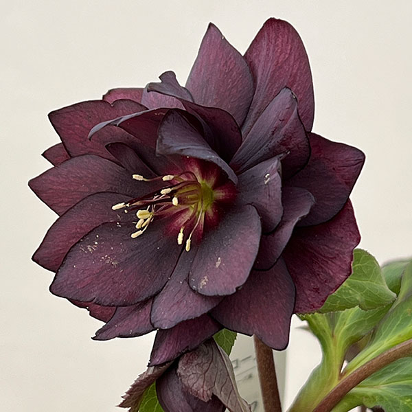 クリスマスローズ：ベルギー育種　セミダブルブラック26-22／4.5号ポット【現品販売】