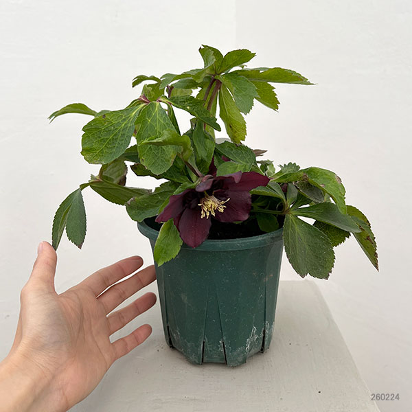 クリスマスローズ：ベルギー育種　セミダブルブラック26-23／4.5号ポット【現品販売】