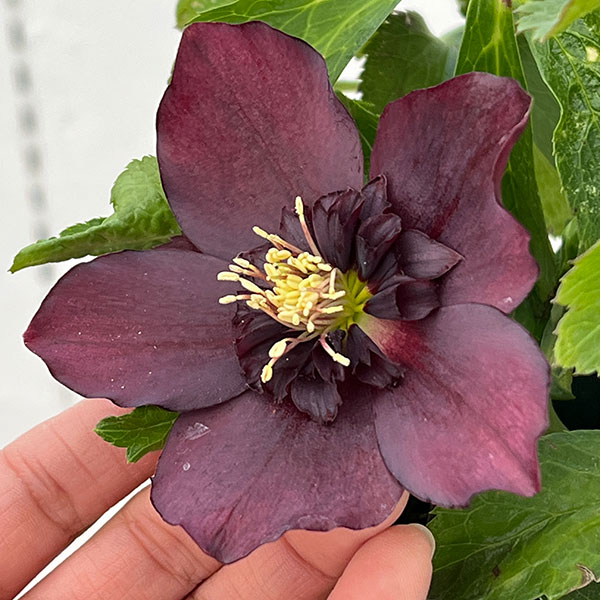 クリスマスローズ：ベルギー育種　セミダブルブラック26-23／4.5号ポット【現品販売】