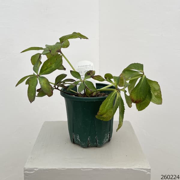 クリスマスローズ：ベルギー育種　セミダブルブラック26-24／4.5号ポット（株のみ）【現品販売】