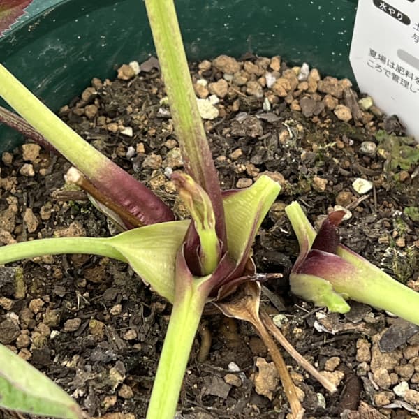 クリスマスローズ：ベルギー育種　セミダブルブラック26-24／4.5号ポット（株のみ）【現品販売】