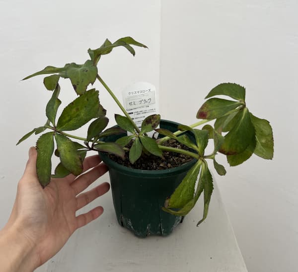 クリスマスローズ：ベルギー育種　セミダブルブラック26-24／4.5号ポット（株のみ）【現品販売】