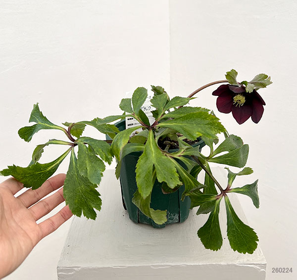 クリスマスローズ：ベルギー育種　セミダブルブラック26-25／4.5号ポット【現品販売】