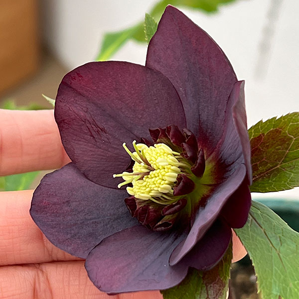 クリスマスローズ：ベルギー育種　セミダブルブラック26-25／4.5号ポット【現品販売】