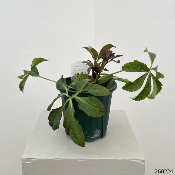 クリスマスローズ:ベルギー育種 セミダブルブラック26-26/4.5号ポット(株のみ)【現品販売】