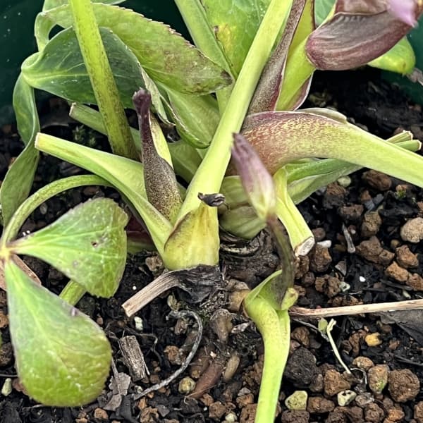 クリスマスローズ:ベルギー育種 セミダブルブラック26-26/4.5号ポット(株のみ)【現品販売】