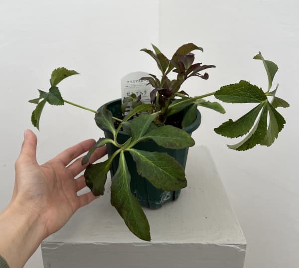 クリスマスローズ:ベルギー育種 セミダブルブラック26-26/4.5号ポット(株のみ)【現品販売】