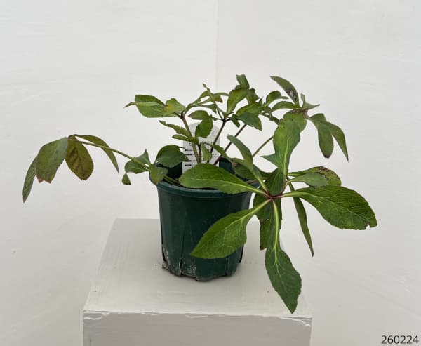 クリスマスローズ：ベルギー育種　セミダブルブラック26-27／4.5号ポット（株のみ）【現品販売】