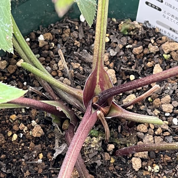 クリスマスローズ：ベルギー育種　セミダブルブラック26-27／4.5号ポット（株のみ）【現品販売】