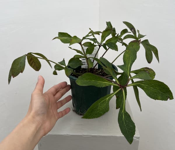 クリスマスローズ：ベルギー育種　セミダブルブラック26-27／4.5号ポット（株のみ）【現品販売】