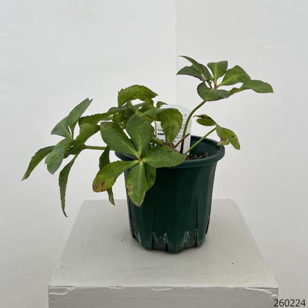 クリスマスローズ：ベルギー育種　セミダブルブラック26-28／4.5号ポット（株のみ）【現品販売】