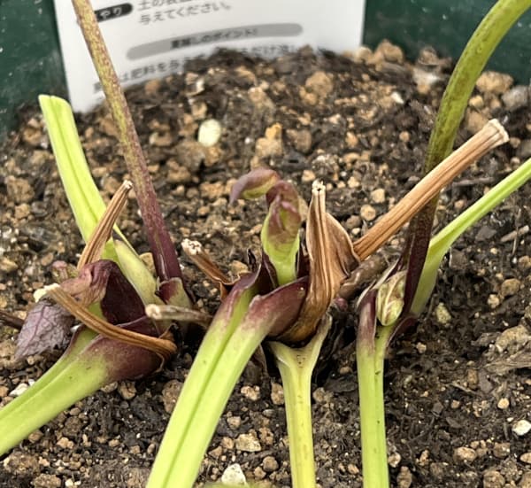 クリスマスローズ：ベルギー育種　セミダブルブラック26-28／4.5号ポット（株のみ）【現品販売】