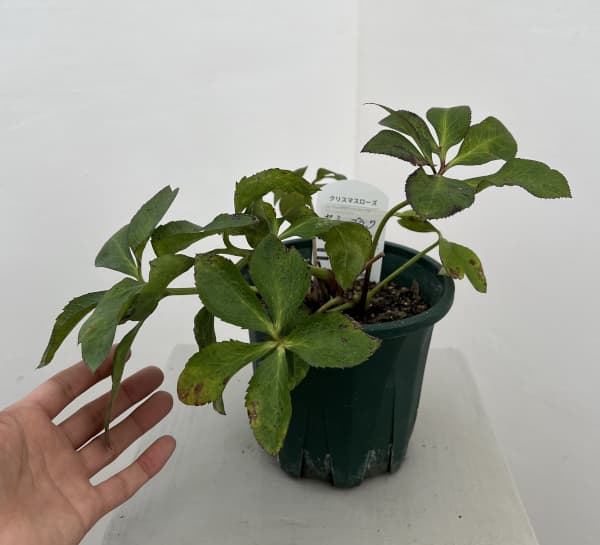 クリスマスローズ：ベルギー育種　セミダブルブラック26-28／4.5号ポット（株のみ）【現品販売】