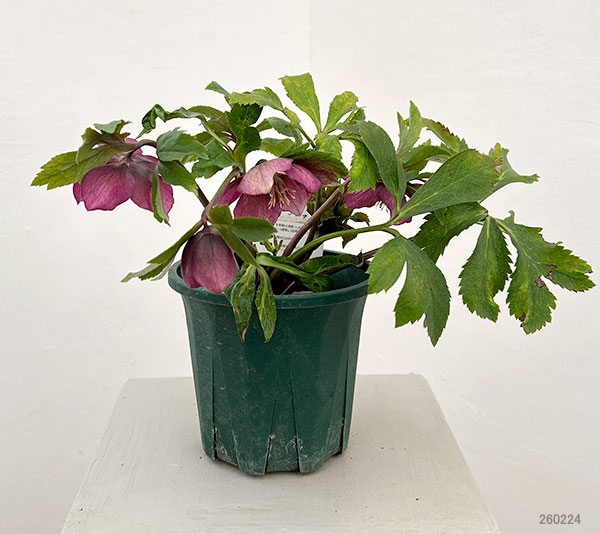 クリスマスローズ:ベルギー育種 セミダブルブラック26-29/4.5号ポット【現品販売】