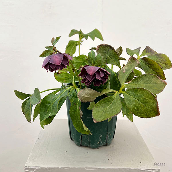 クリスマスローズ：ベルギー育種　ダブルオーバージーンホワイトエッジ26-17／4.5号ポット【現品販売】