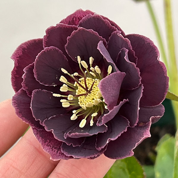 クリスマスローズ：ベルギー育種　ダブルオーバージーンホワイトエッジ26-17／4.5号ポット【現品販売】