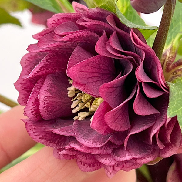 クリスマスローズ：ベルギー育種　ダブルオーバージーンホワイトエッジ26-18／4.5号ポット【現品販売】