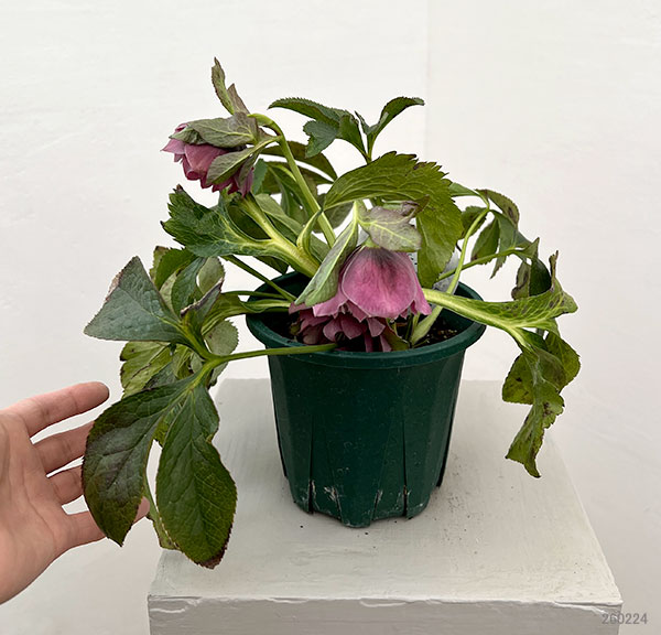 クリスマスローズ：ベルギー育種　ダブルオーバージーンホワイトエッジ26-19／4.5号ポット【現品販売】