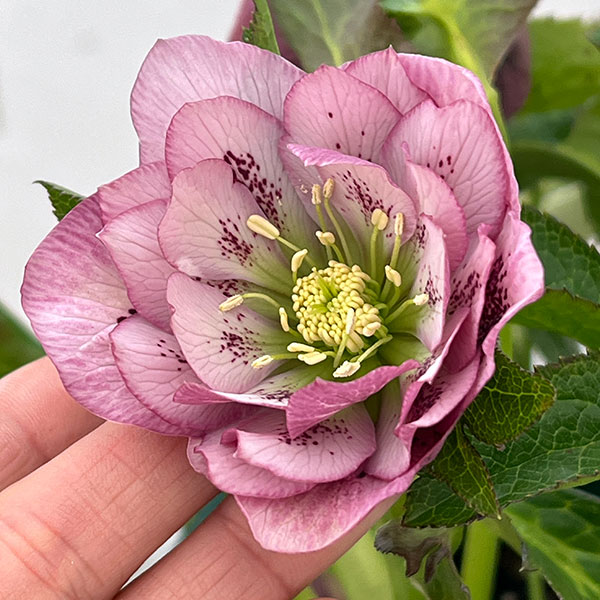 クリスマスローズ：ベルギー育種　ダブルオーバージーンホワイトエッジ26-19／4.5号ポット【現品販売】