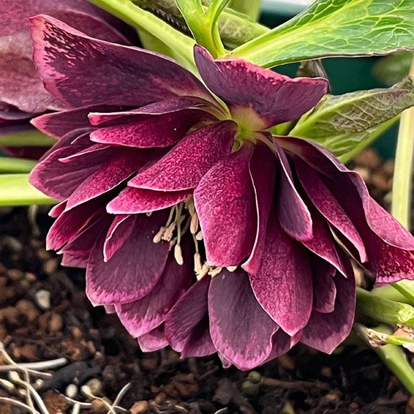 クリスマスローズ：ベルギー育種　ダブルオーバージーンホワイトエッジ26-20／4.5号ポット【現品販売】