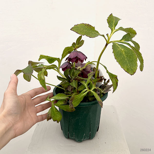 クリスマスローズ：ベルギー育種　ダブルオーバージーンホワイトエッジ26-21／4.5号ポット【現品販売】