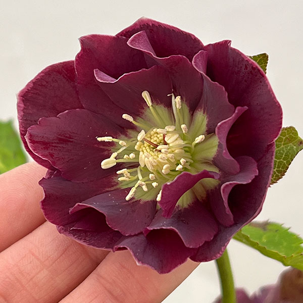 クリスマスローズ：ベルギー育種　ダブルオーバージーンホワイトエッジ26-21／4.5号ポット【現品販売】