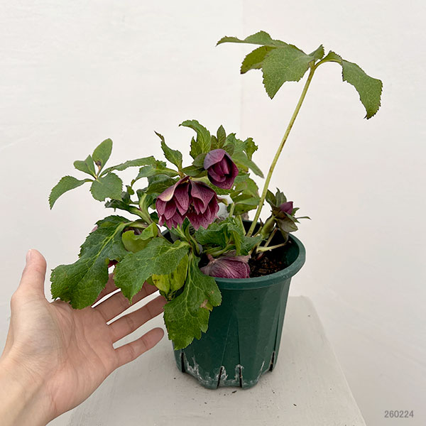 クリスマスローズ：ベルギー育種　ダブルオーバージーンホワイトエッジ26-22／4.5号ポット【現品販売】