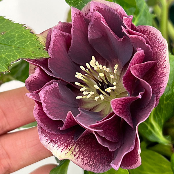 クリスマスローズ：ベルギー育種　ダブルオーバージーンホワイトエッジ26-22／4.5号ポット【現品販売】