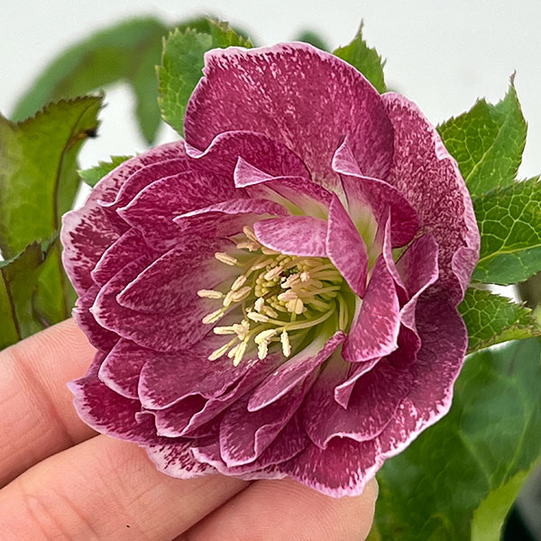 クリスマスローズ：ベルギー育種　ダブルオーバージーンホワイトエッジ26-23／4.5号ポット【現品販売】