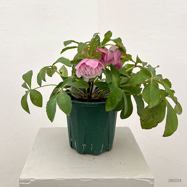 クリスマスローズ：ベルギー育種　ダブルオーバージーンホワイトエッジ26-24／4.5号ポット【現品販売】