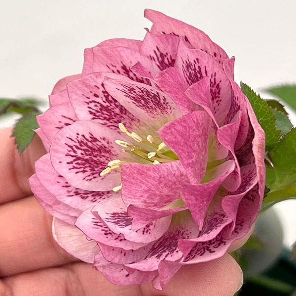 クリスマスローズ：ベルギー育種　ダブルオーバージーンホワイトエッジ26-24／4.5号ポット【現品販売】