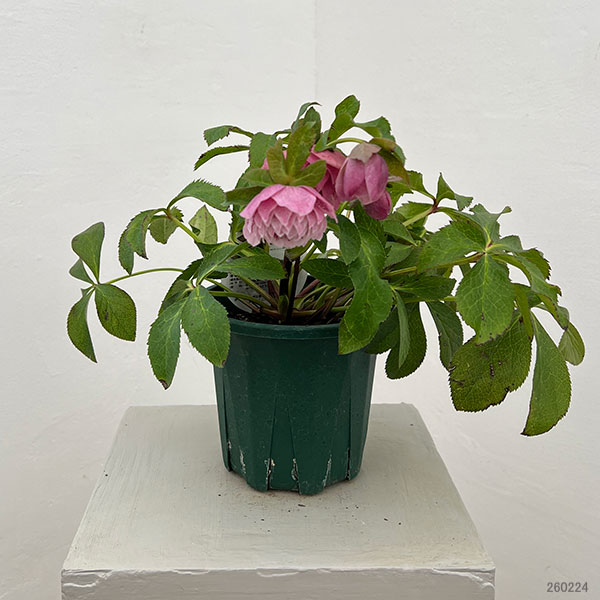 クリスマスローズ:ベルギー育種 ダブルオーバージーンホワイトエッジ26-25/4.5号ポット【現品販売】(開花終了株)