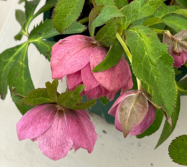 クリスマスローズ:ベルギー育種 ダブルオーバージーンホワイトエッジ26-25/4.5号ポット【現品販売】(開花終了株)